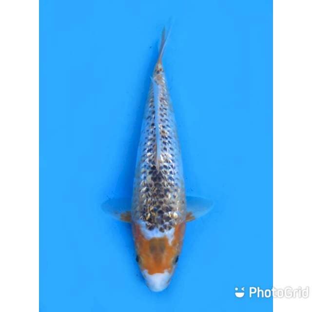 JT Ginrin Langka - 31cm Female