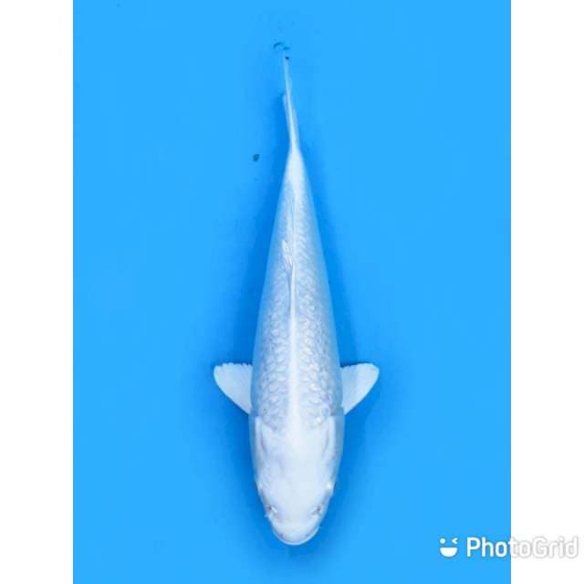 Platinum No Bocor - 23cm Male