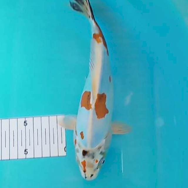 Kikuryu 24 cm
