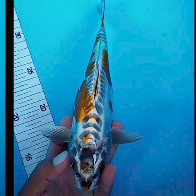 Kikuryu 23 cm