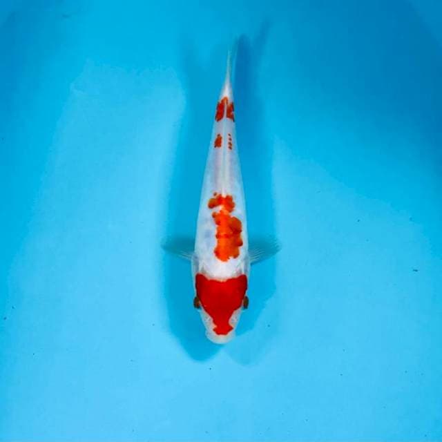 Kohaku doitsu, 19 cm
