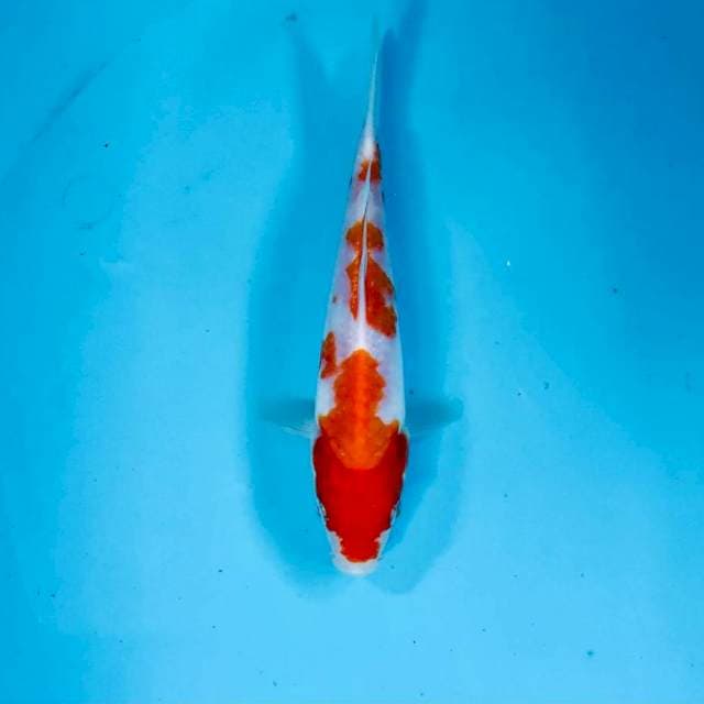 Kohaku, 18 cm