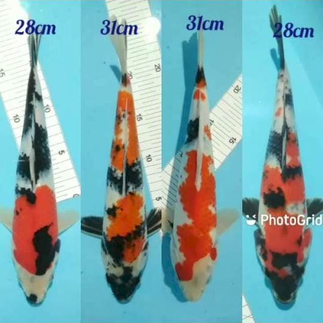 28-31cm