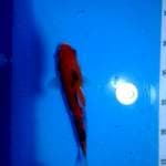 Sanke 18cm