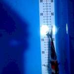 Showa 18cm