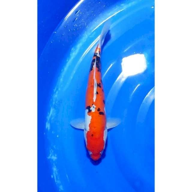 Sanke Doitsu Murni 33cm (F)