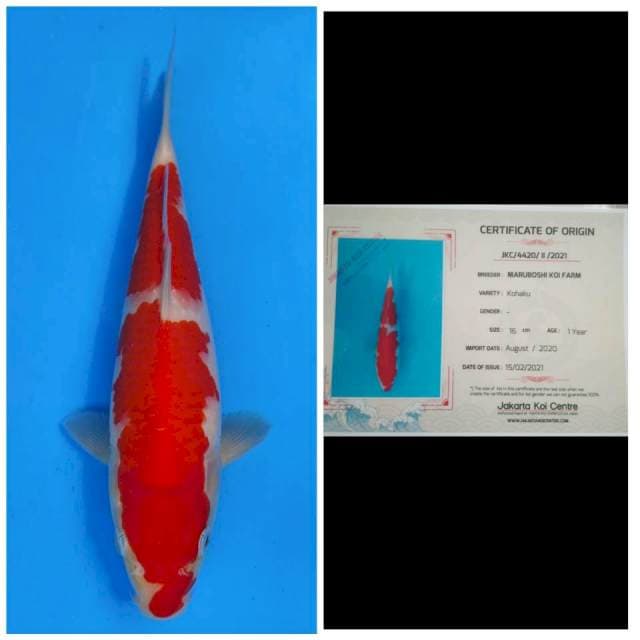 Maruboshi Kohaku