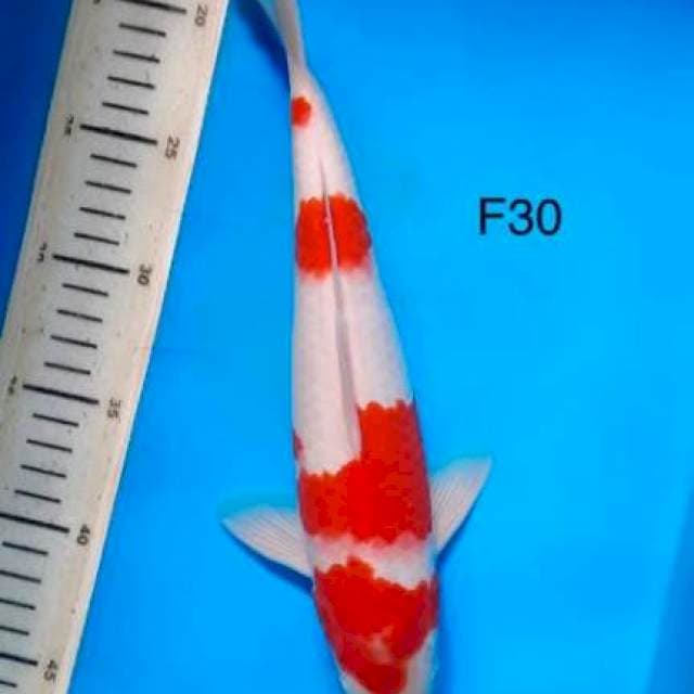 Kohaku F30cm