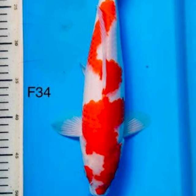 Nazuma kohaku F34cm