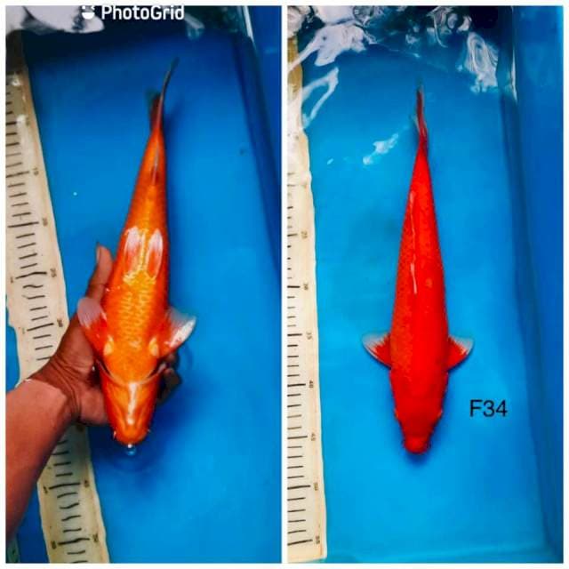 Aka hajiro F34cm