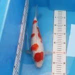Kohaku Kuchibeni