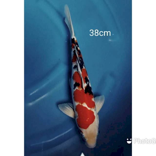 Sanke strong 38cm