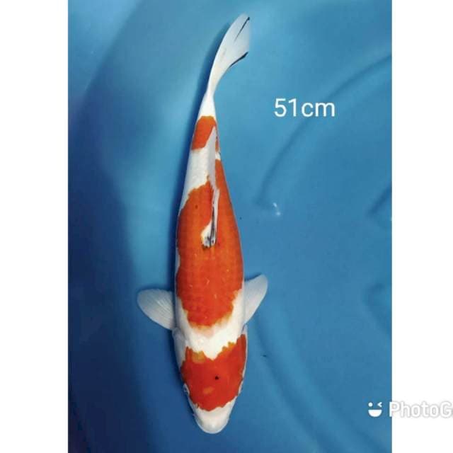 Jumbo maruthen sanke 51cm