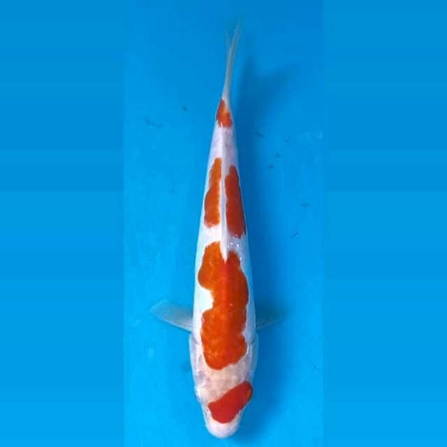 Kohaku doitsu, 21 cm