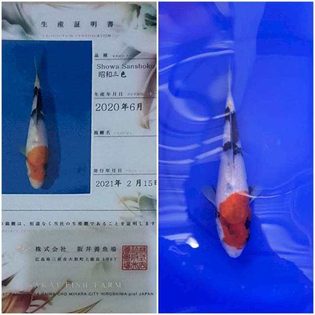 Showa Sakai 🇯🇵 28cm