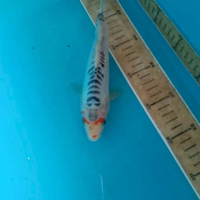 Shusui 23cm