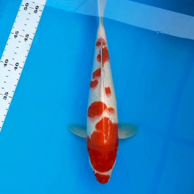 KOHAKU KUCI 31CM
