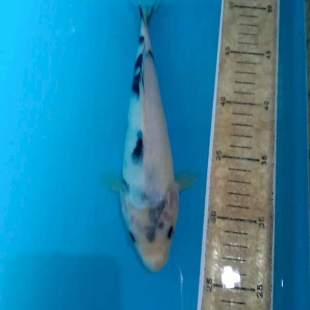 Shiro 24 cm