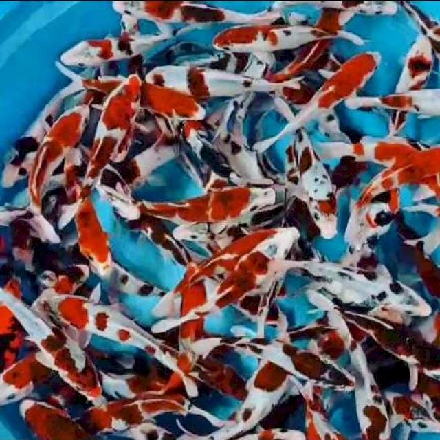 100 ekor Shogin vs koromo