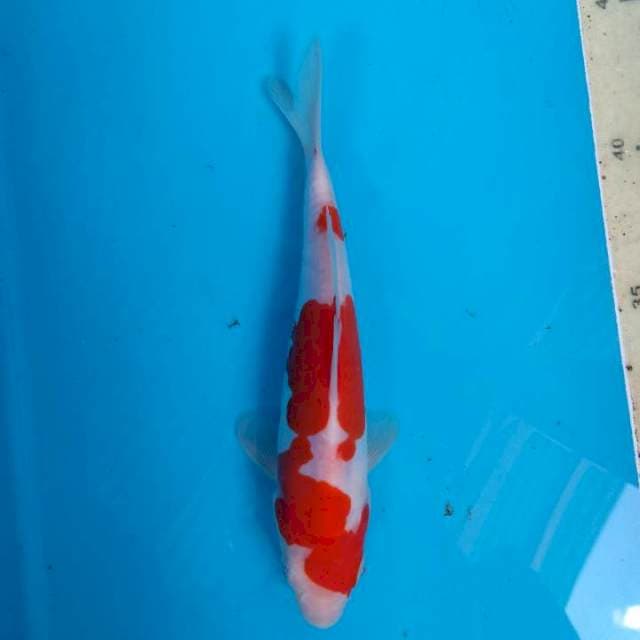 Kohaku doitsu murni 18 cm