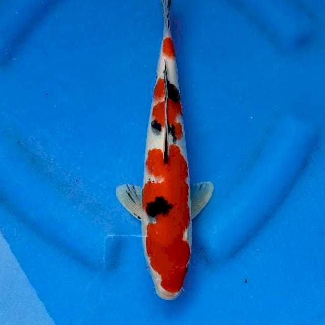 SANKE SUBOSUMI 30CM MALE