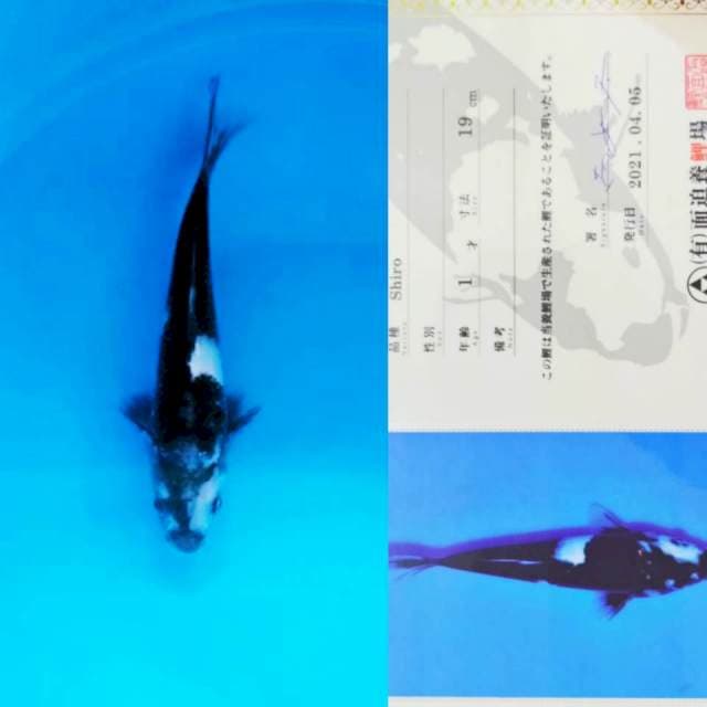 Shiro 20cm Import Omosako Koi Farm