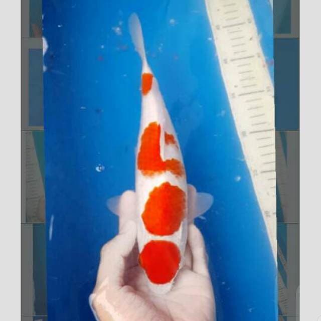 kohaku 3step maruten tosai 40bu