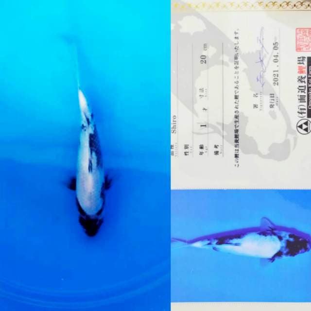 Shiro 20cm Import Omosako Koi Farm