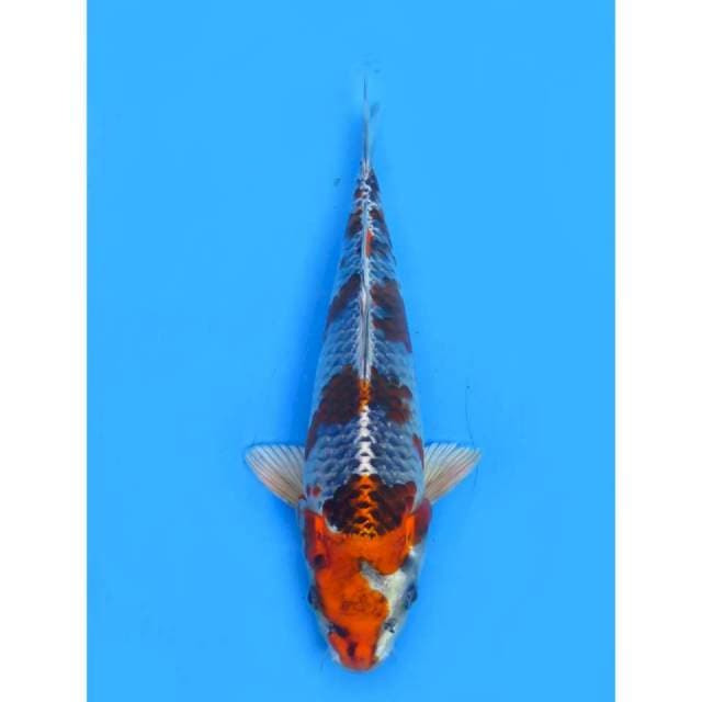 Beniginga Original - 24cm Male