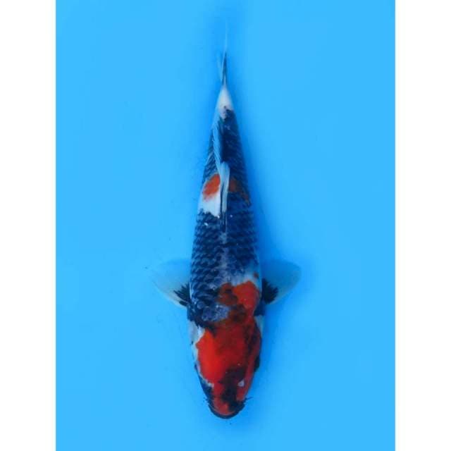 Kage Showa - 26cm Male