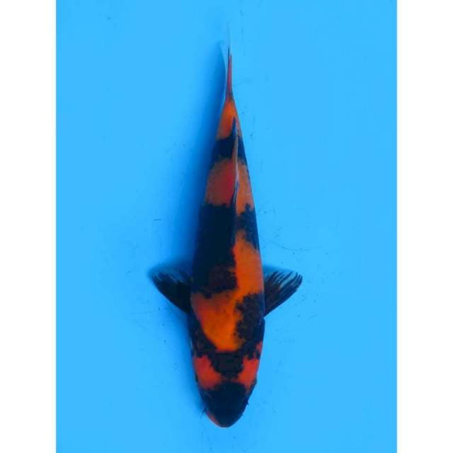 Hi Utsuri - 23cm Male