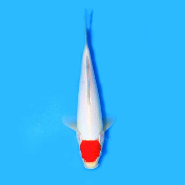 Tancho kohaku super oriii