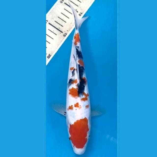 Sanke, 24 cm