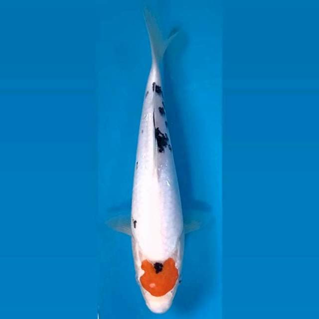 Tancho sanke, 22 cm
