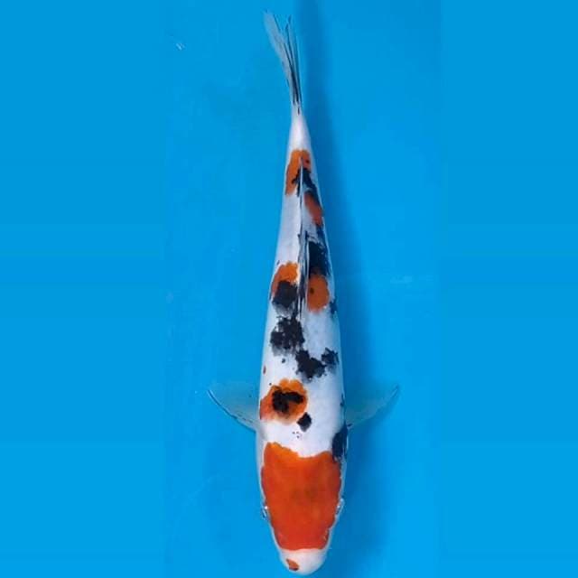 Sanke, 20 cm