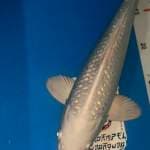 Platinum ginrin, joss, stok lossss