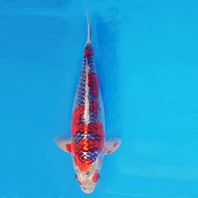 TORA 5 - GOSHIKI ®