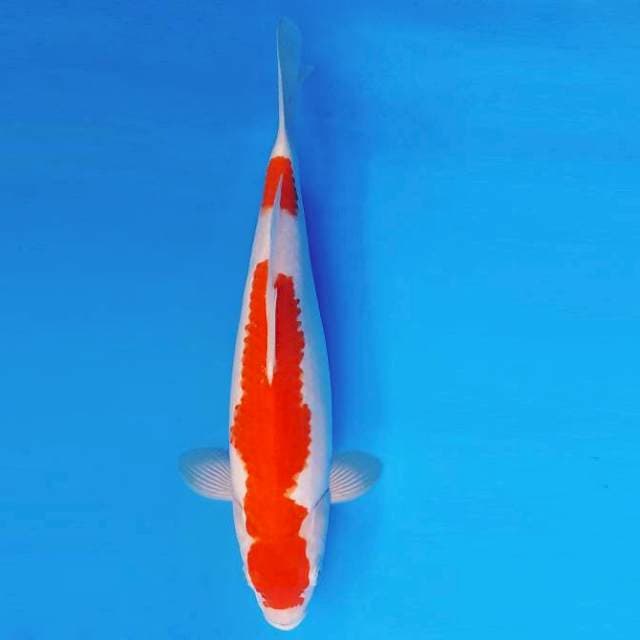 TORA 6 - KOHAKU ®