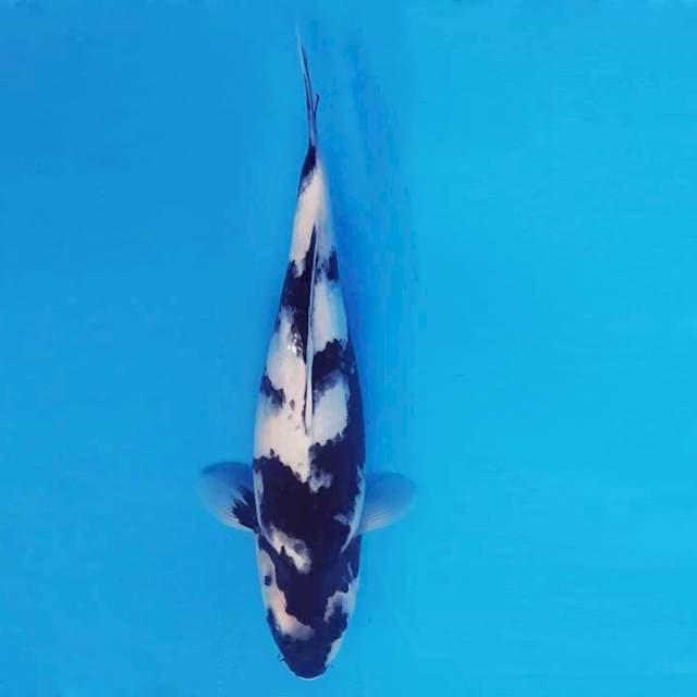 TORA 10 - SHIRO ®
