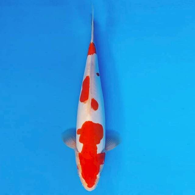 TORA 16 - KOHAKU DOITSU ®