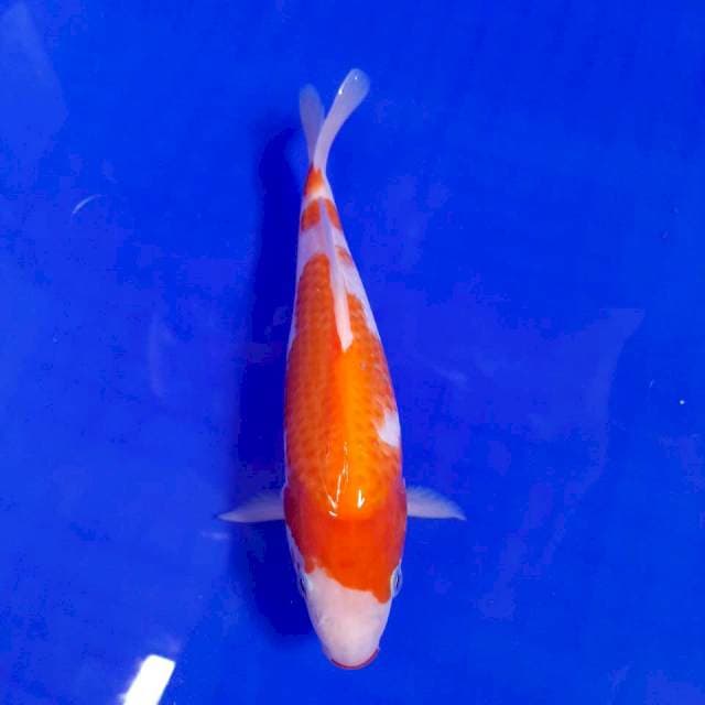 Kohaku Kucibeni || 20*