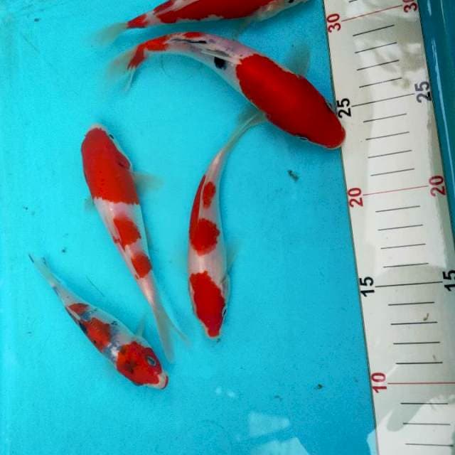 Kohaku sanke sisik