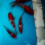 Kohaku sanke sisik