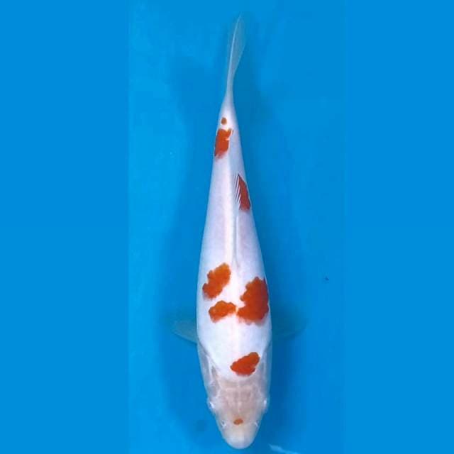 Kohaku, 19 cm