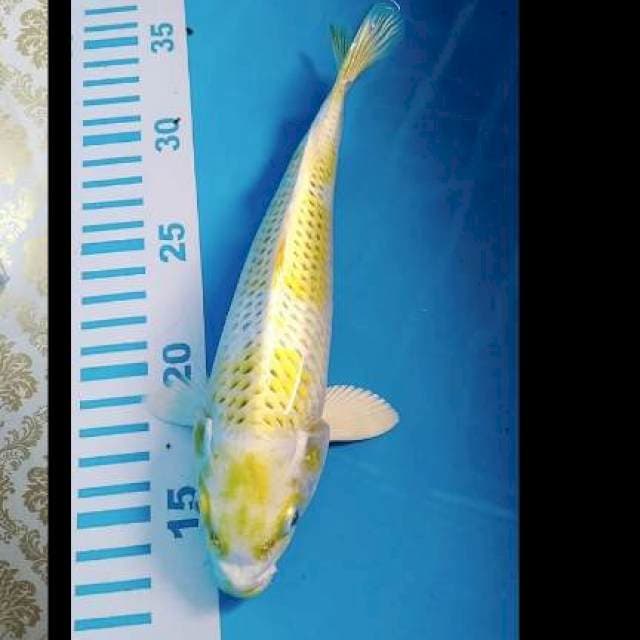 Hariwake 23cm