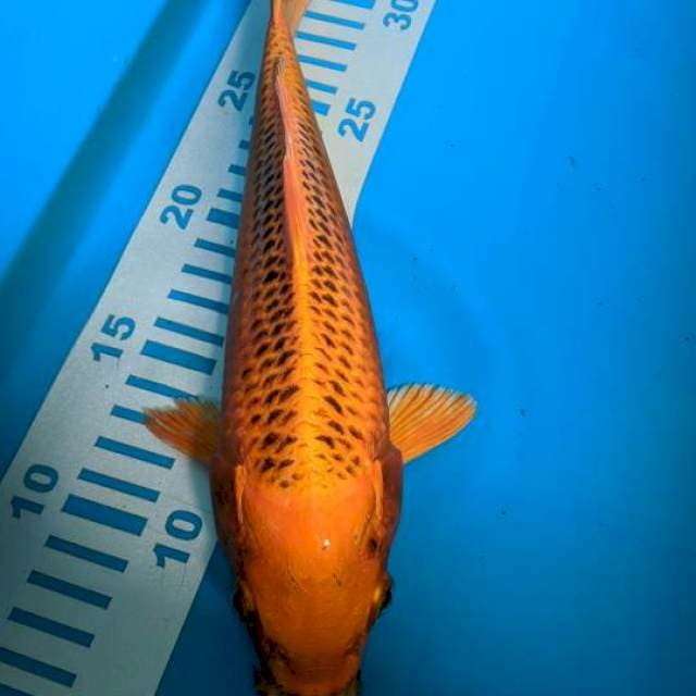 MATsuba 26cm