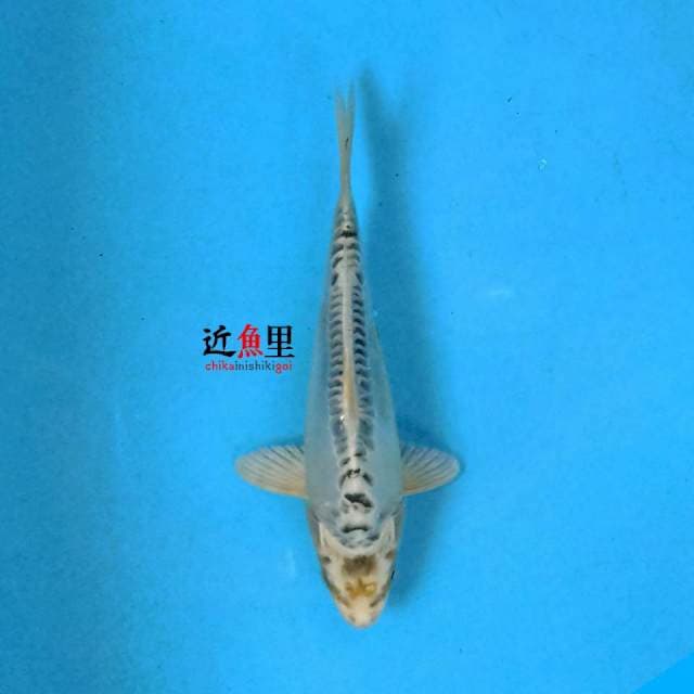 Kikokuryu 22 cm