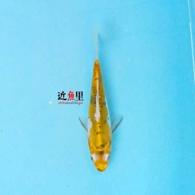 Ki Showa Doitsu 18 cm