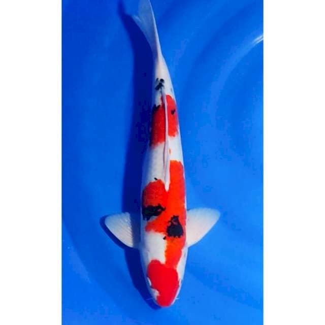 HQ Jumbo Sanke 51cm (M)