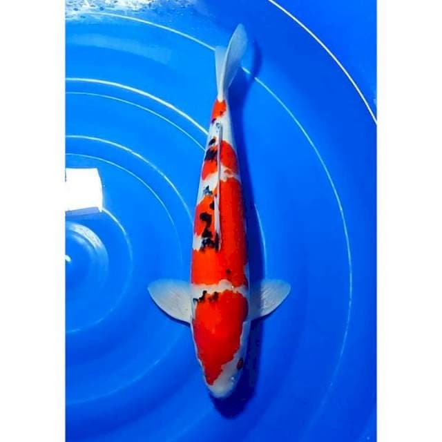 HQ Jumbo Sanke 50cm (M)
